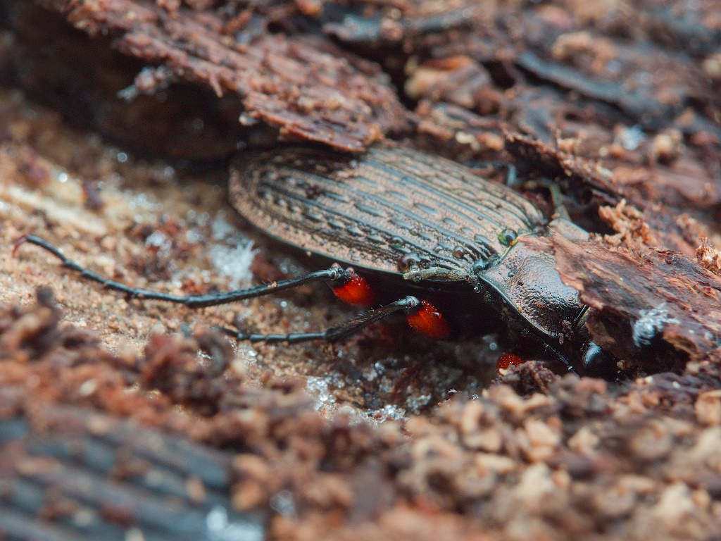 granulatus Linne, 1758